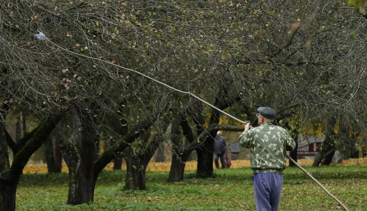 Seorang pria memetik buah apel dengan menggunakan alat seadanya di kebun apel di taman kota di Minsk, Belarusia (11/10/2019). Beberapa orang datang ke taman setiap hari untuk mengumpulkan apel secara gratis, dan ini sangat populer dengan orang-orang pensiunan. (AP Photo/Grits Sergei)