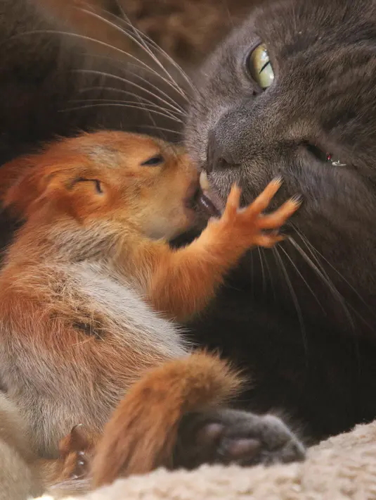 Seekor kucing bernama Pusha mengadopsi empat bayi tupai dan tinggal bersama di taman miniatur lokal di Bakhchisaray, Krimea pada 25 April 2019. Warga memberikan susu kambing untuk bayi tupai karena sang kucing tidak bisa menghasilkan susu bagi hewan yatim tersebut. (REUTERS/Alexey Pavlishak)