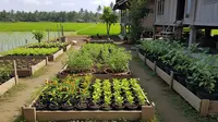 Perbandingan Nutrisi Sayur Hidroponik vs Tanah, Mana yang Lebih Baik?