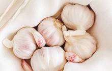 Mengenal Golden Garlic dan Manfaatnya bagi Kesehatan, Disebut Harta Karun Bumbu Dapur