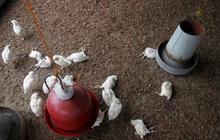 Wabah virus Flu Burung menyebar di Afrika