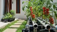 12 Jenis Pohon Buah Mini yang Bisa Ditanam Tanpa Tanah, Solusi di Lahan Sempit
