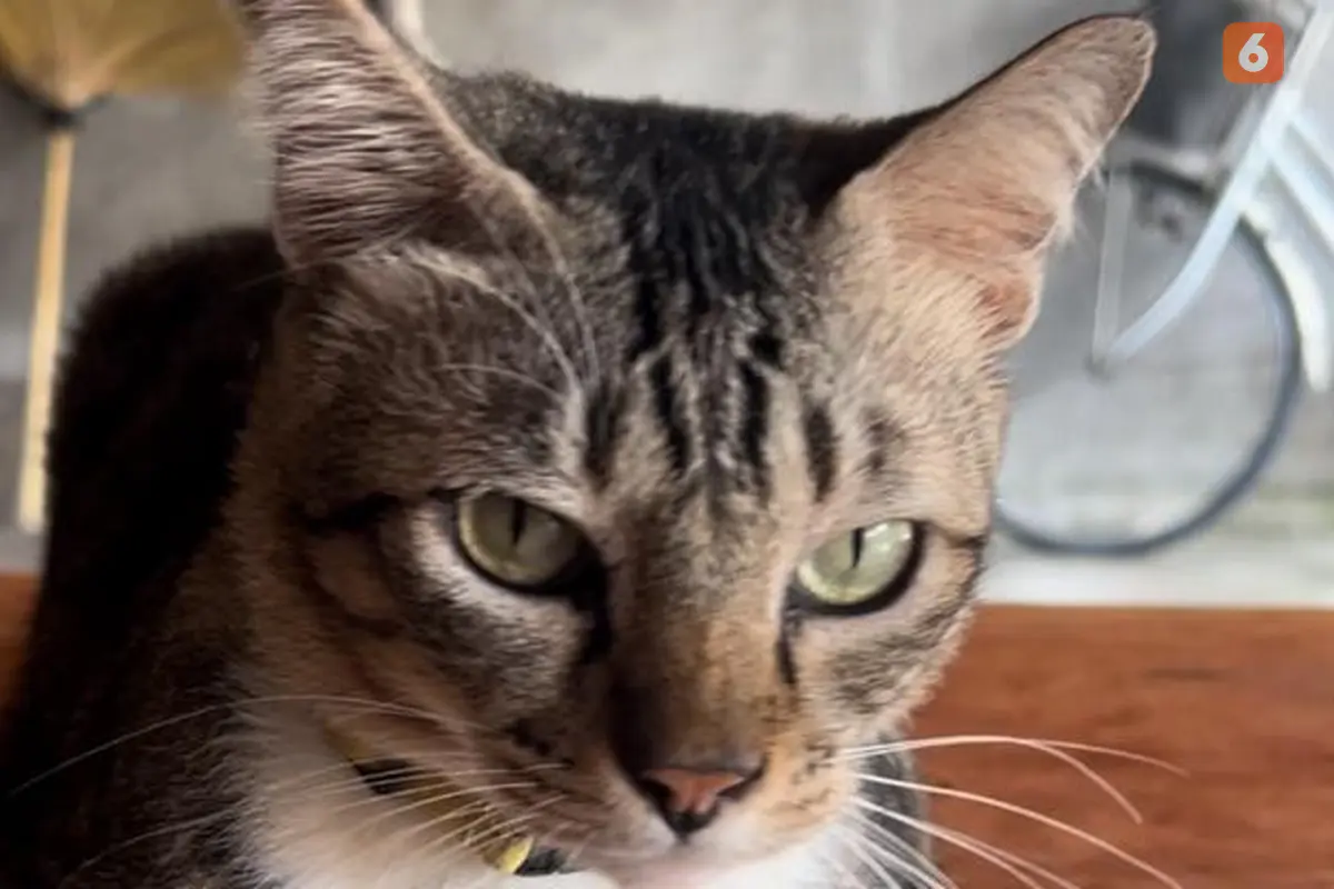 Kenapa Kucing Senang bermalas-malasan