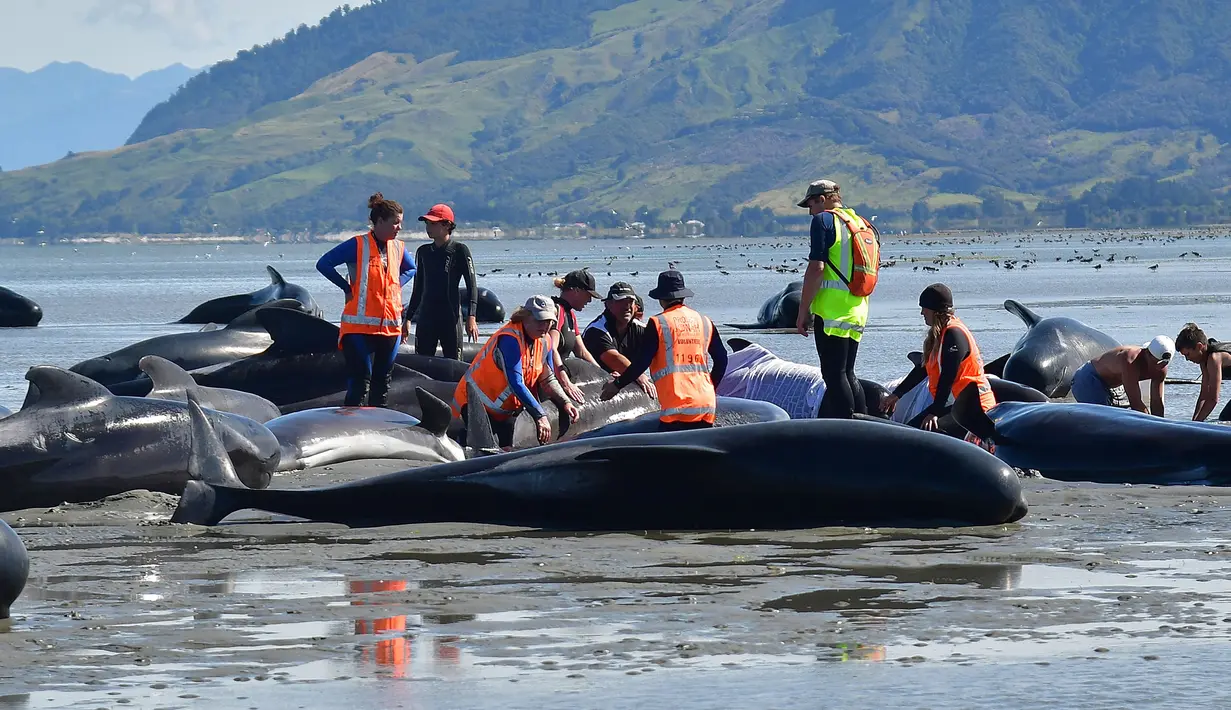 Sejumlah relawan menyiramkan air dan berusaha menarik ke tengah pantai untuk menyelamatkan ikan paus pilot yang terdampar di Farewell Spit, Selandia Baru (11/2). (AFP/Marty Melville)