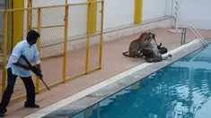 Seorang pria India (kiri) membawa senjata pembius berusaha menembak seekor macan tutul yang menyerang warga, Bangalore, India, Minggu (7/2). Menurut media setempat, pria tersebut bernama Sanjay Gubbi, seorang pelestari satwa. (AFP PHOTO/STR)
