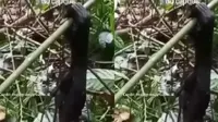 Video Diduga Pembantaian Orangutan Beredar di Medsos, Ini Kata BKSDA Kaltim