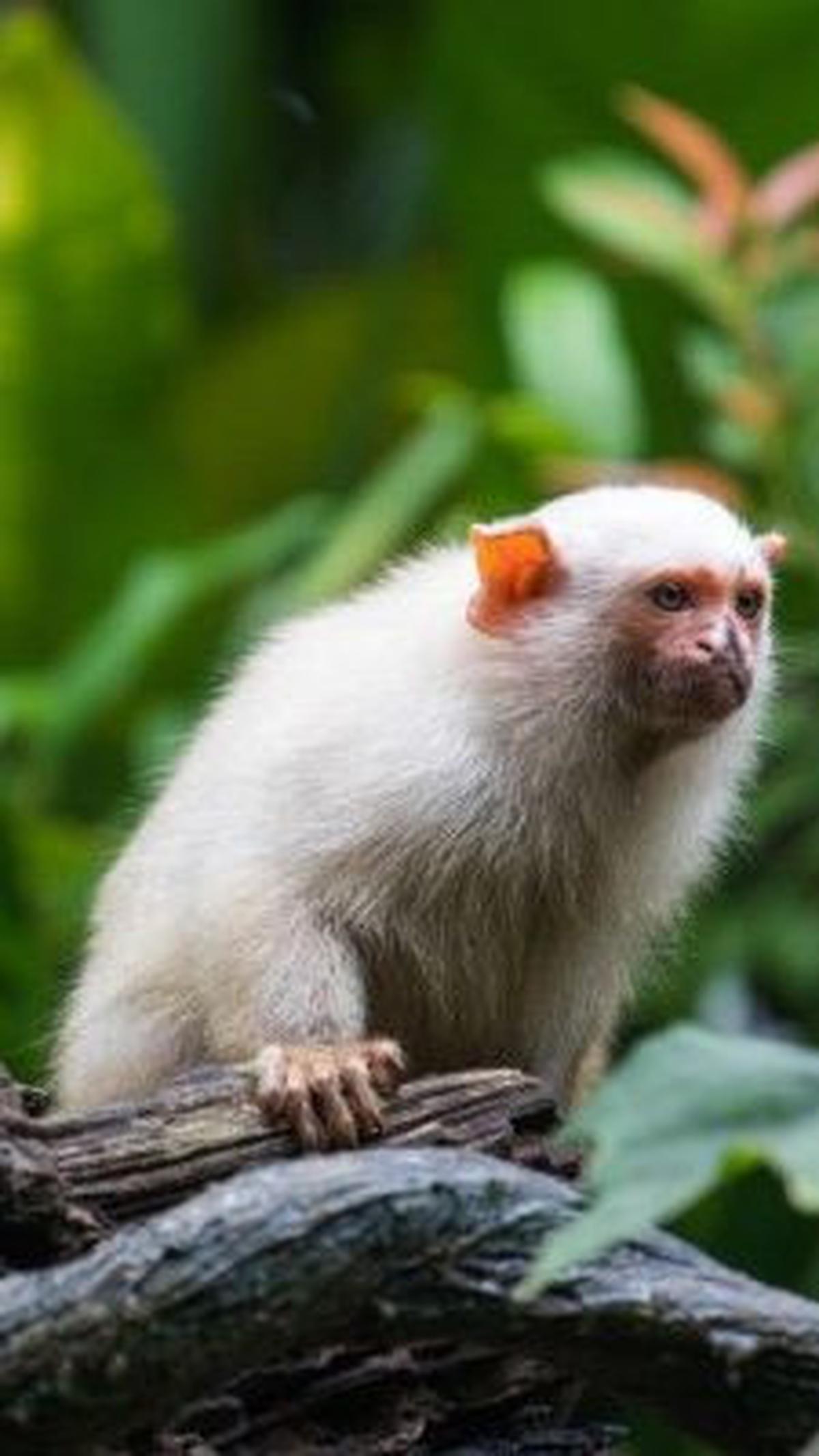 3. Marmoset Perak<br>