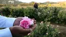 Seorang pekerja di pertanian Bin Salman memegang mawar Damaskena (Damask) di tangannya, yang digunakan untuk memproduksi air mawar dan minyak, di kota Taif, Saudi barat, pada tanggal 11 April 2021. Setiap musim semi, mawar mekar di kota Taif, Arab Saudi bagian barat. (AFP/Fayez Nureldine)