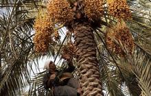 Melihat lebih dekat asyiknya memanen kurma di Bahrain