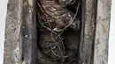 Mumi kucing ditampilkan setelah serangkaian penemuan oleh tim arkeologi Mesir di Saqqara, selatan Kairo, Sabtu (23/11/2019). Mumi hewan seperti anak singa, kucing, kobra, buaya, hingga kumbang ditemukan oleh arkeolog, termasuk 75 patung kayu dan perunggu dari masa silam. (Khaled DESOUKI/AFP)