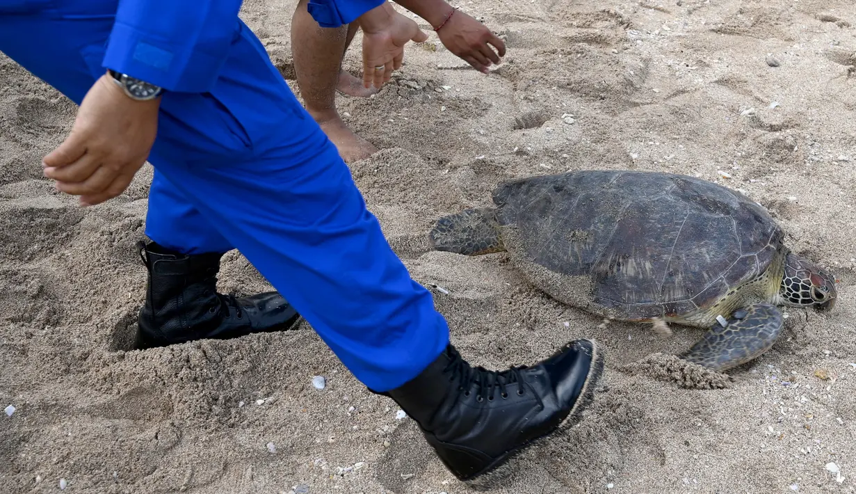 Anggota Ditpolairud Polda Bali melepasliarkan penyu hijau (Chelonia mydas) di Pantai Kuta, dekat Denpasar, Rabu (5/8/2020). Sebanyak 25 dari 36 ekor penyu hijau hasil sitaan dari upaya penyelundupan di perairan Serangan, Denpasar, dilepasliarkan. (SONNY TUMBELAKA/AFP)