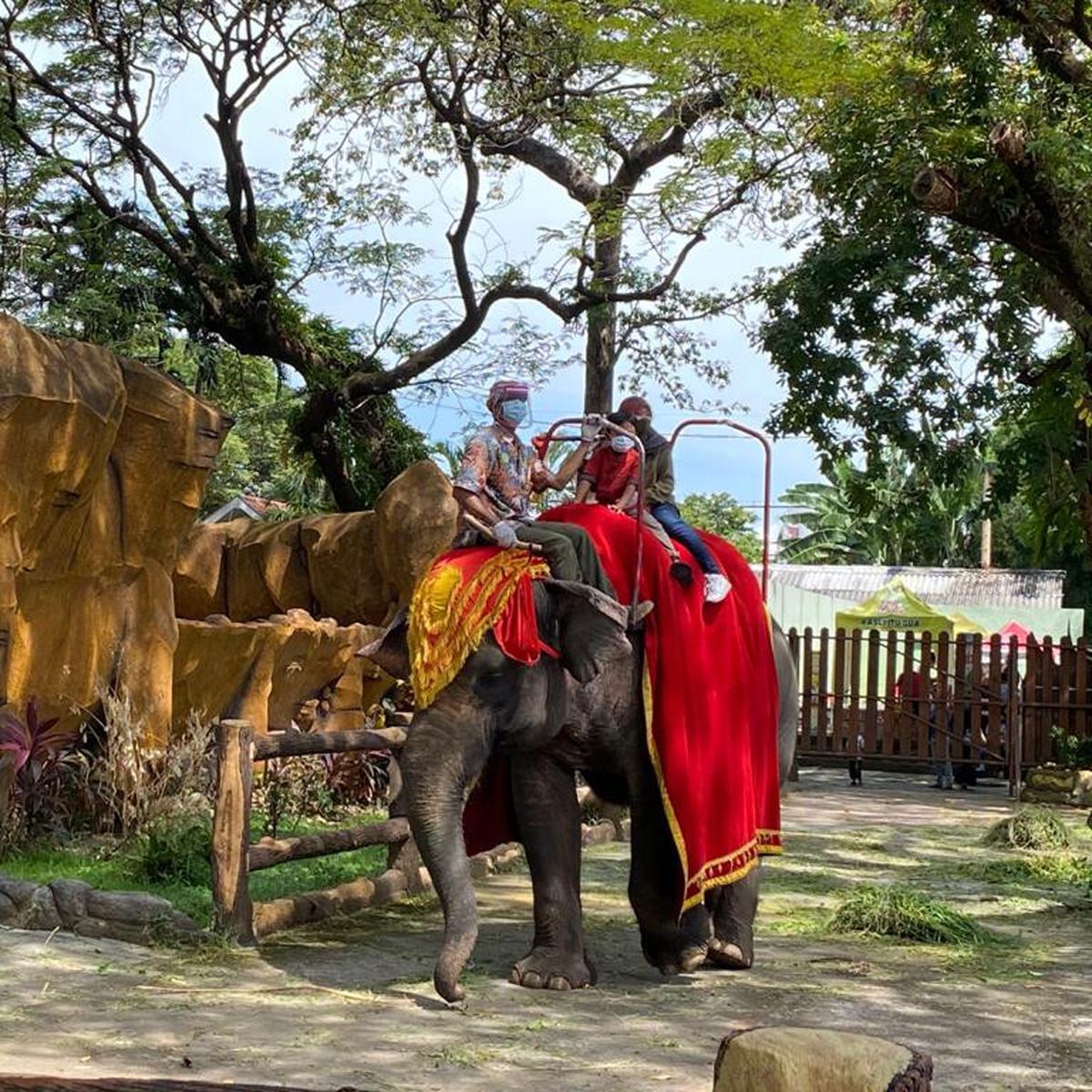 Pengunjung Kebun Binatang Surabaya Capai 17 801 Saat Libur Lebaran Surabaya Liputan6 Com