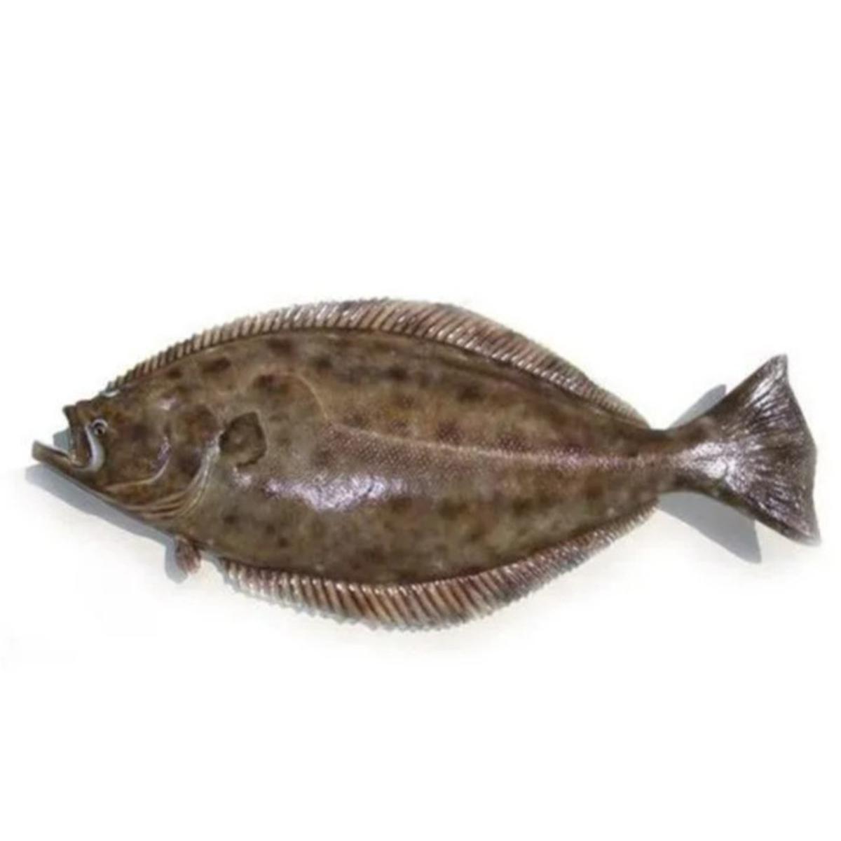Ikan Halibut