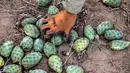 Pir berduri atau opuntia sebenarnya adalah kaktus. Beberapa menyebutnya sebagai nopal. (SAID KHATIB/AFP)