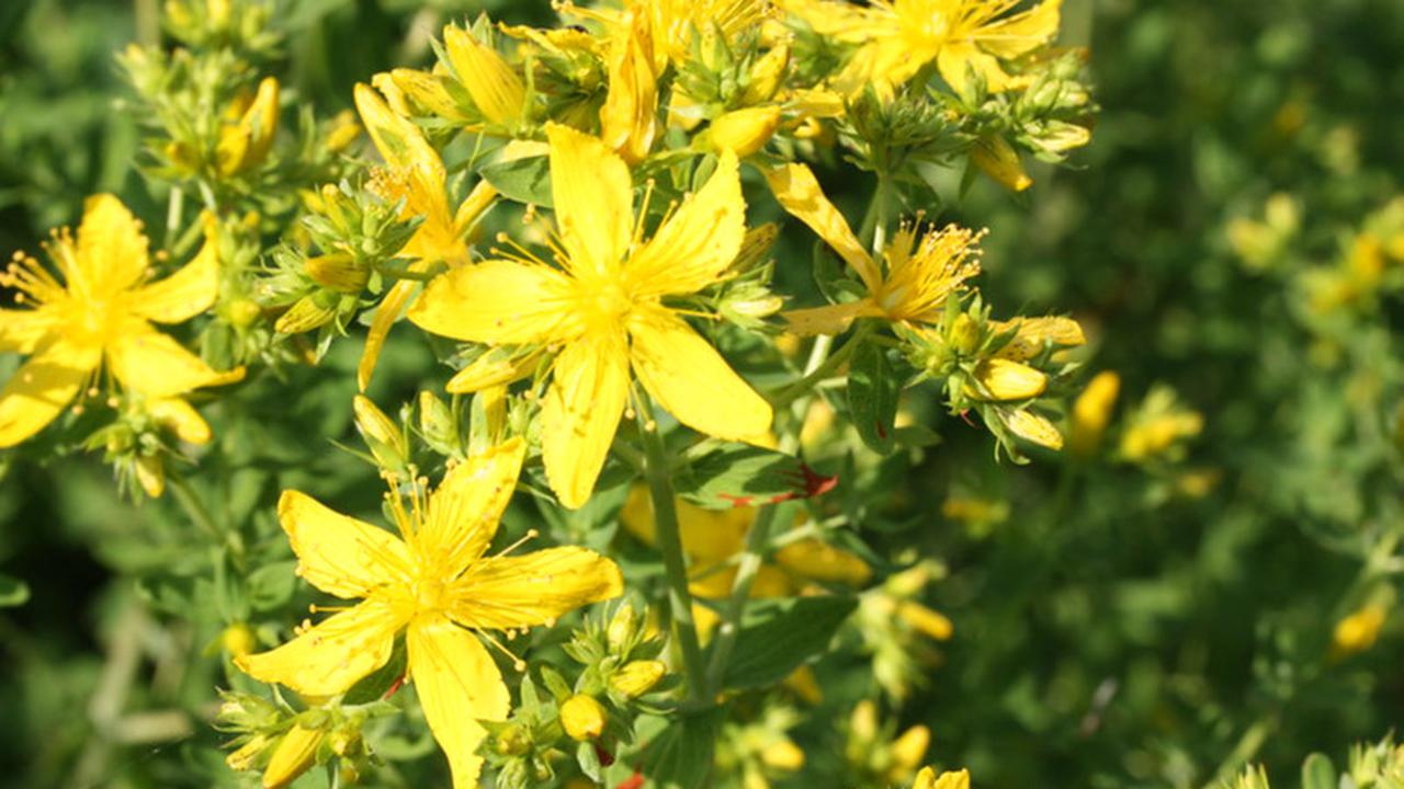 Ilustrasi St. John's Wort