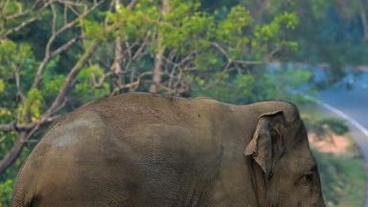 FOTO: Ketika Gajah Liar Berlalu-lalang di Jalanan Sri Lanka