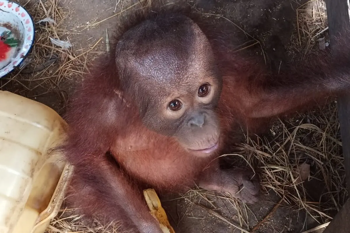 Bayi Orangutan