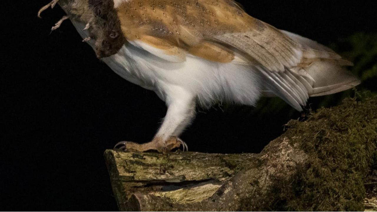 Pemda Garut, Jawa Barat bakal melaunching pembangunan 1.000 ‘tower’ Rumah Burung Hantu (Rubuha) untuk menanggulangi ancaman serangan hama tikus. Nampak seekor burung hantu tengah memakan tikus dari lahan warga. (Liputan6.com/Jayadi Supriadin)