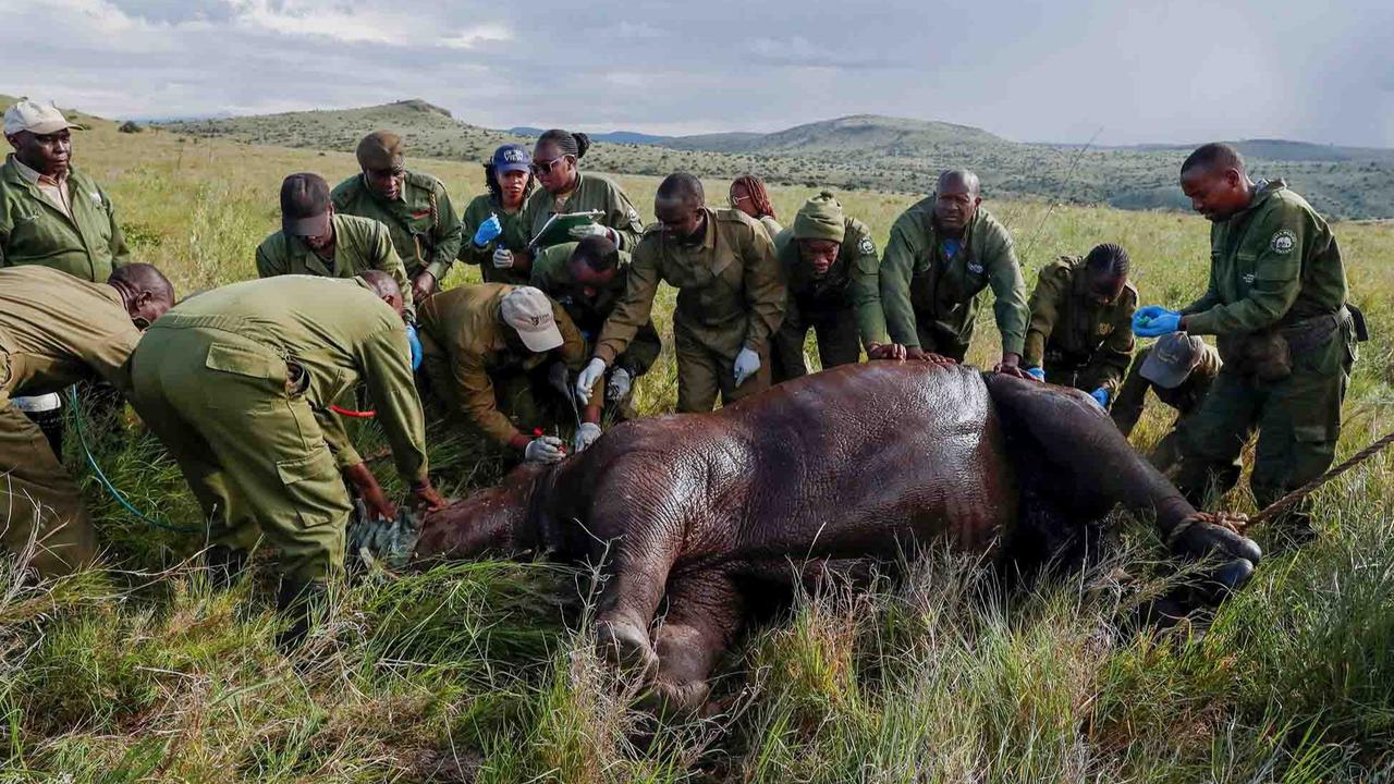 FOTO:  Melihat Penandaan Telinga Badak di Kawasan Konservasi Margasatwa Lewa Kenya