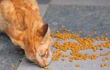 Ternyata Profesi Unik Cat Sitter Ada di Indonesia, Tugasnya Jaga Kucing Agar Tak Kesepian Bisa Dapat Bayaran