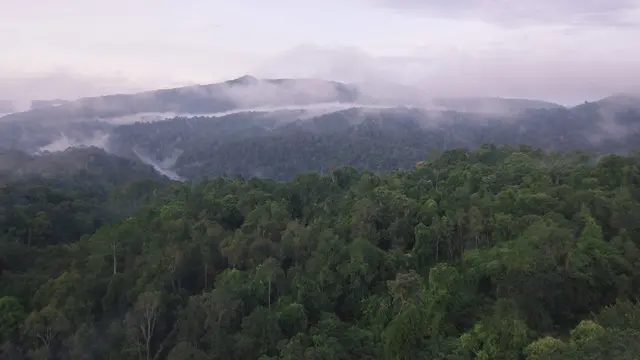 Hutan Batang Toru