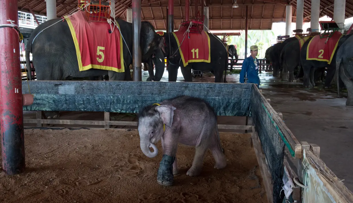 Anak gajah berumur enam bulan yang bernama Clear Sky berjalan di dalam kandangnya di taman wisata Nong Nooch Tropical Garden di Pattaya, Thailand (1/5). Clear Sky harus menjalani hidroterapi karena salah satu kakinya tidak normal. (AFP/Roberto Schmidt)