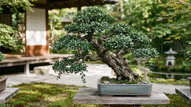 7 Cara Membentuk Bonsai Serut agar Tetap Pendek, Teknik Pemangkasan dan Pengawatan