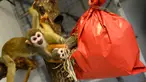 Monyet tupai mencoba membuka paket natal berisi penuh makanan di kebun binatang de Pescheray, Prancis, Selasa (24/12/2019). Tak hanya manusia saja yang merayakan Natal, hewan  di kebun binatang ini disuguhi makanan lezat yang dibungkus dengan kado khas Natal.  (JEAN-FRANCOIS MONIER/AFP)