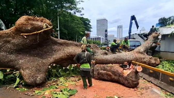 Pohon Tumbang Timpa Lintasan MRT, Pramono: Angin Kencang, Tercabut Sampai Akar