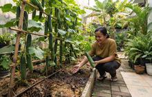 6 Tips Menanam Timun agar Berbuah Lebat, Perhatikan Air dan Nutrisi