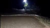 Penampakan ular piton saat keluar malam hari di Bojonegoro. (Istimewa)