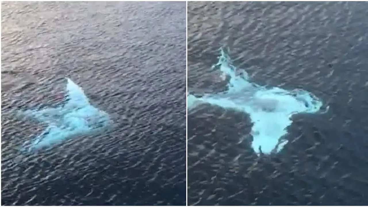 Berhasil Tertangkap Kamera, Ikan Pari Manta Albino Ini Bikin Takjub