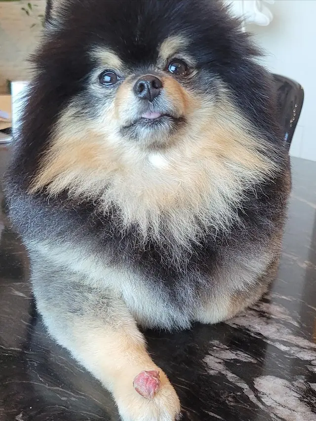 V BTS umumkan kematian Yeontan, anjing kesayangannya (credit: instagram/thv)