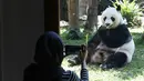 Seorang jurnalis mengambil foto panda wanita asal China bernama Hu Chun di kebun binatang Taman Safari Indonesia di Bogor, Jawa Barat, (1/11). Dua panda Cai Tao dan Hu Chun tiba di Indonesia pada bulan September lalu. (AP Photo / Achmad Ibrahim)