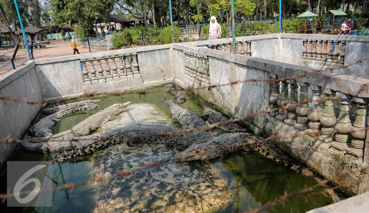Suasana penangkaran buaya di Taman Buaya Indonesia Jaya (TBIJ) atau Taman Buaya Cikarang, Jawa Barat, Minggu (26/7/2015). Taman Buaya Cikarang merupakan salah satu penangkaran terbesar di Asia bahkan dunia. (Liputan6.com/Faizal Fanani)