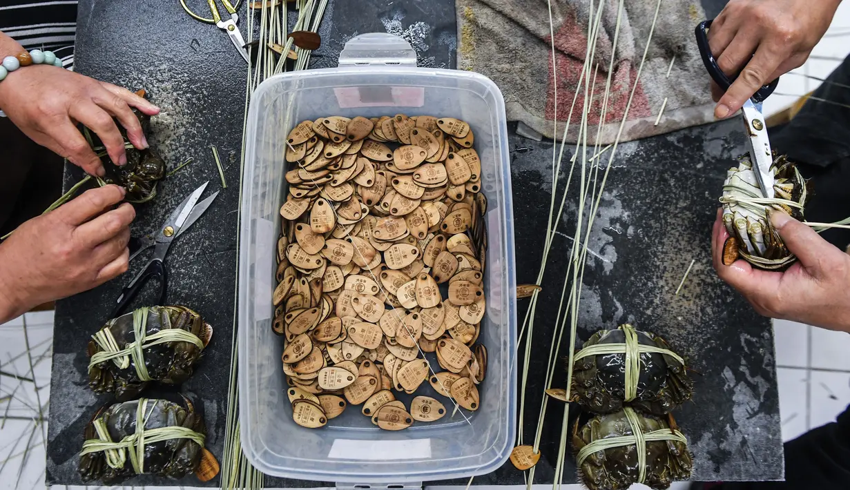 Sejumlah peternak kepiting mengikat dan memasang label pada kepiting di sebuah pusat pembudidayaan di Distrik Wuxing di Huzhou, Provinsi Zhejiang, China, 23 September 2020. Pusat pembudidayaan kepiting seluas sekitar 933 hektare di Wuxing tersebut baru-baru ini memasuki musim panen. (Xinhua/Xu Yu)