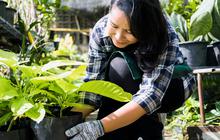 Menemukan Ketenangan dalam Berkebun, Hobi yang Baik untuk Menjaga Kesehatan Mental