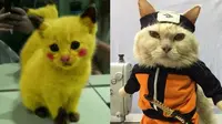 6 Potret Lucu Kucing Cosplay Anime Ini Bikin Ngakak (sumber: 1cak dan Twitter/usingcloath5)