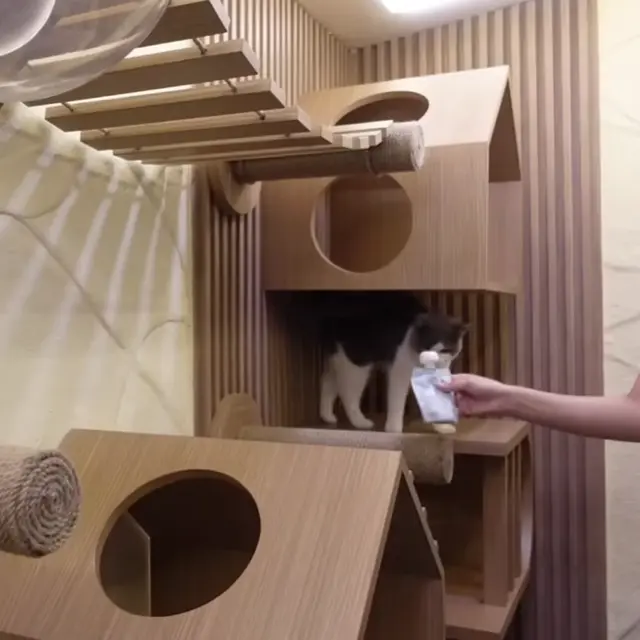 Kandang Kucing di Rumah Salshabilla Adriani dan Ibrahim Risyad (Foto: Salshabilla TV)