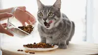 Ilustrasi Makanan Kucing.(Shutterstock)