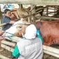 Vaksinasi massal dilakukan terhadap kurang lebih 1.500 ekor sapi di Kabupaten Gunung Kidul
