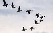 Mengapa Burung Terbang dalam Formasi V?