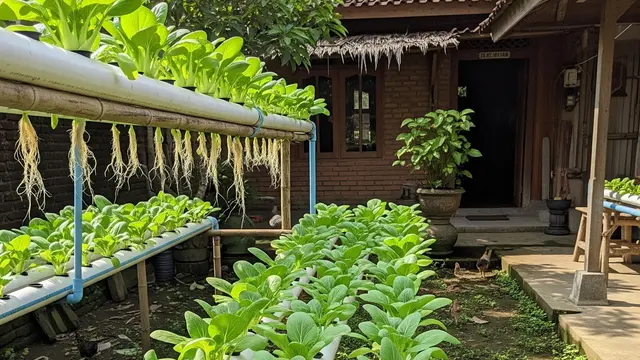 Cara Membuat Hidroponik Pakcoy Panen 40 Hari untuk Slow Living di Kampung, Panduan Lengkap