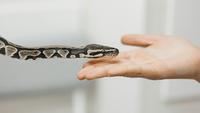 7 Pet Snakes For Beginners That Easy to Care for