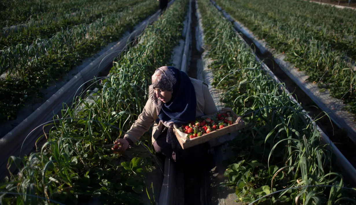 Pekerja wanita Palestina memetik stroberi di kebun di kota Beit Lahiya, Gaza Utara (15/1). Proyek kebun stroberi dibuat bertujuan menyediakan lapangan kerja jangka pendek di bidang pertanian untuk ratusan warga miskin di Jalur Gaza.(AP Photo/Khalil Hamra)