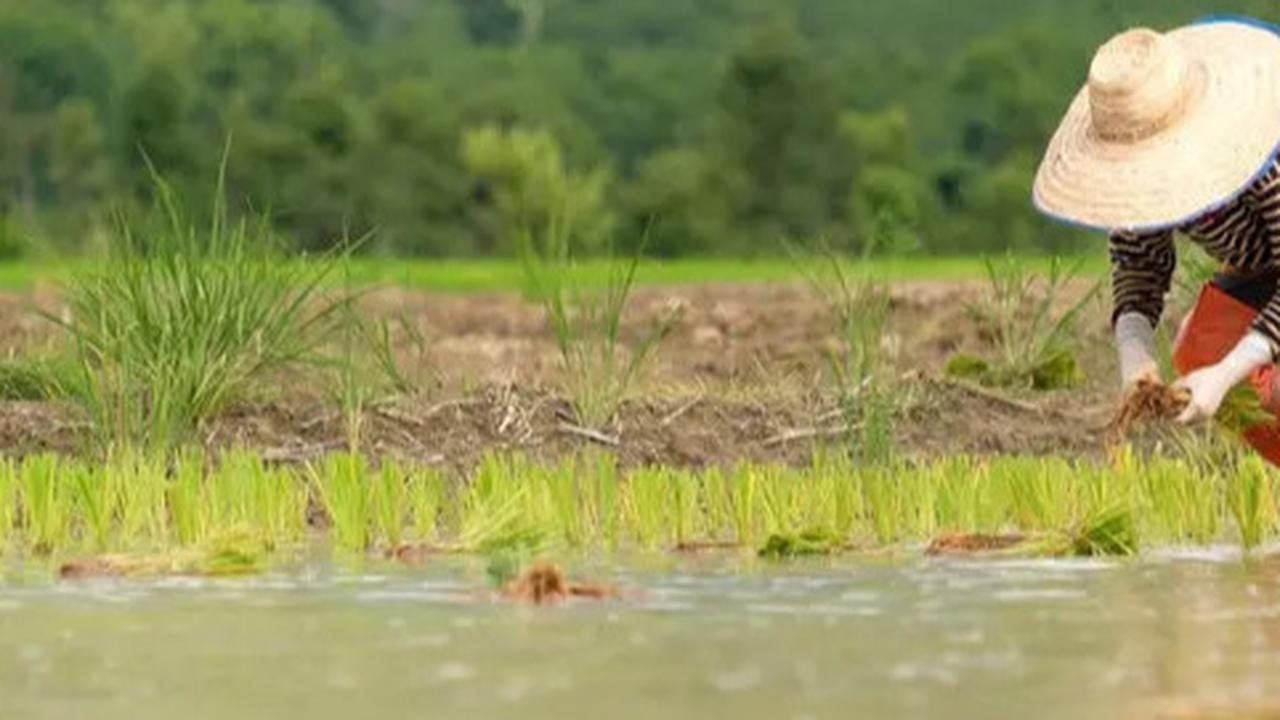 Hitung-Hitungan Kementan, Pendapatan Petani Milenial Bisa Tembus Rp10 juta Per Bulan