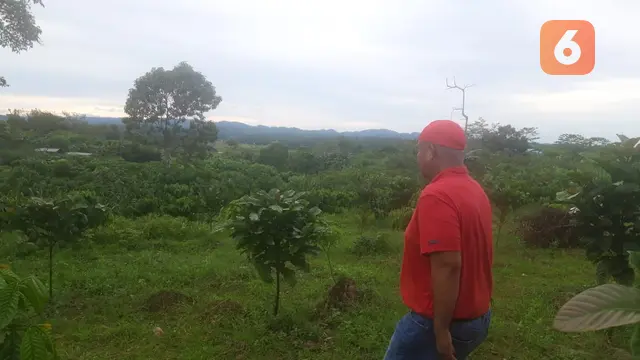 Kebun Kopi di Kukar