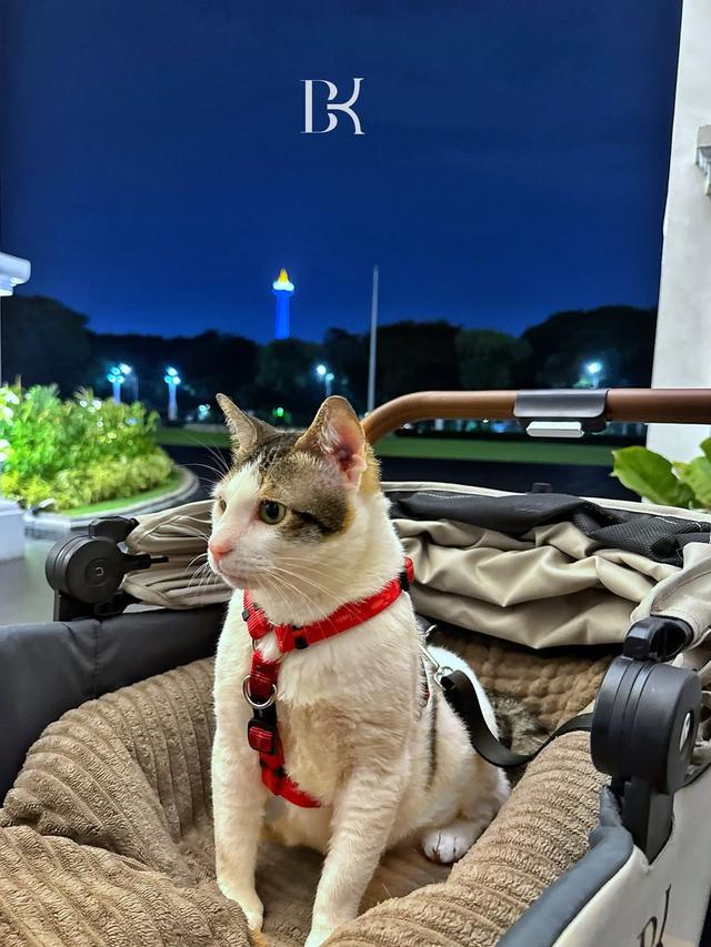 Rumah Bobby Kertanegara Kucing Prabowo