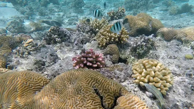 Laut Merah Arab Saudi