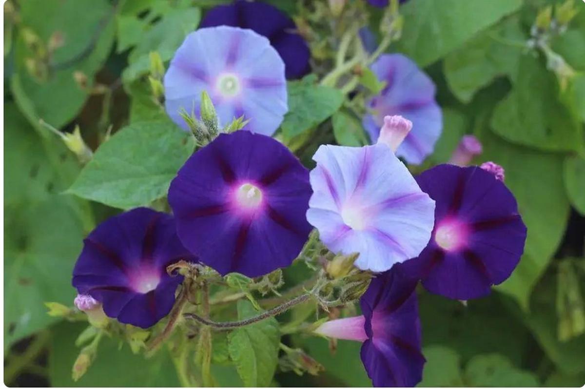 Ilustrasi morning glory